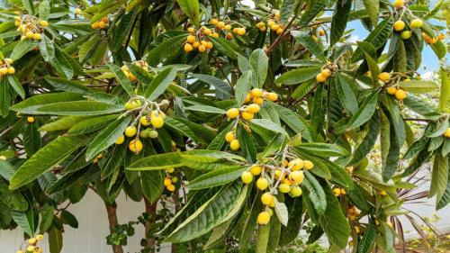 queens-homes-day-care-zandra-rooms-24